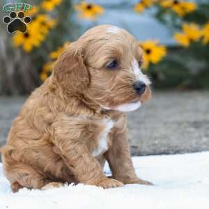 Cammi F1B, Cavapoo Puppy